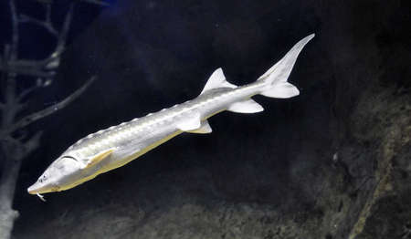 river sturgeonの写真素材