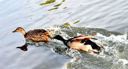 mallard chasing female duckの写真素材