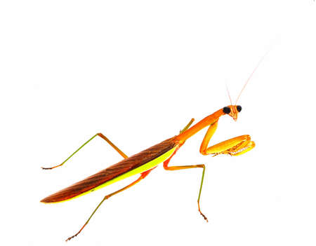 praying mantisの写真素材