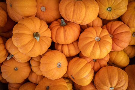 Pumpkins for sale at the marketの写真素材
