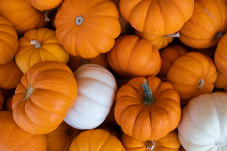 Orange and White Mini Pumpkins for sale at the marketの写真素材