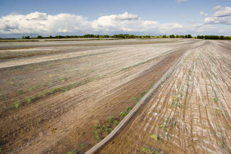 Crops warming beneath fleece material in a Scottish field.の写真素材