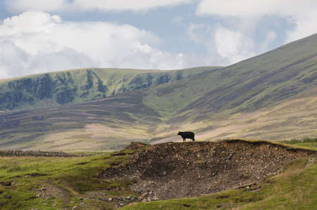 Lone cow standing on a hillock in the midst of a Scottish highland scene.の写真素材