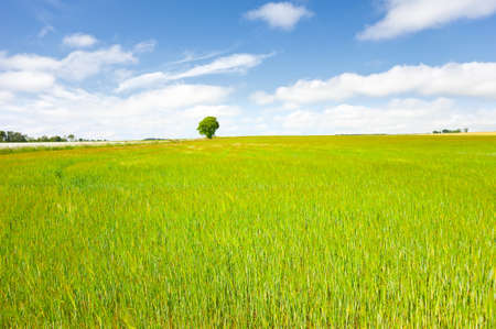 Lone tree standing at the back of a field of corn/maize in the summer sun.の写真素材