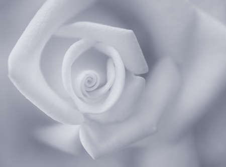 Blue-toned black and white close-up of rose petals.の写真素材