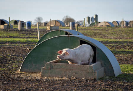 A pig at its の写真素材