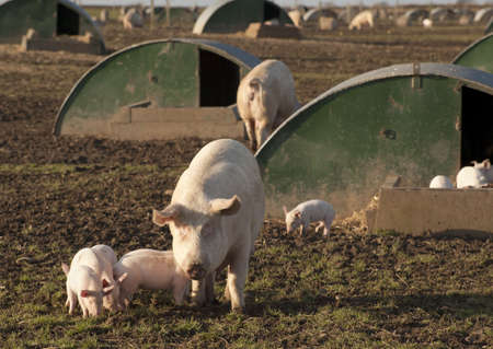 Pig being farmed under high health conditions in Angus, Scotland.の写真素材