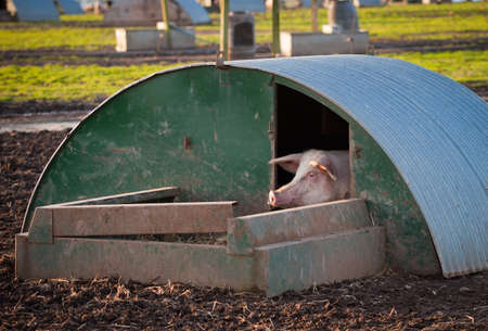 A pig peeking out of its home at a high health farm in Angus, Scotland.の写真素材