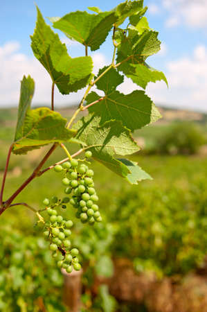 Bunches of grapes ripening in the South of France sunshine.の写真素材