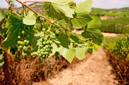 Bunches of grapes ripening in the South of France.の写真素材
