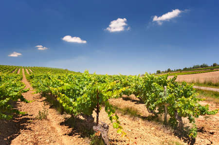 Vineyard in full sun with a row of fluffy white clouds in a blue sky.の写真素材