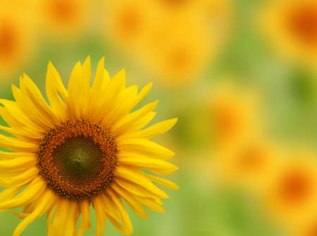 Sunflower head against an out-of-focus field of sunflowers in the south of France.の写真素材
