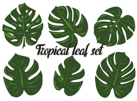 Single isolated tropical leaves setのイラスト素材