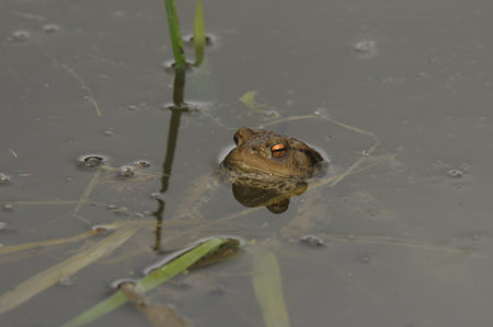 The color photo of Toad frog .