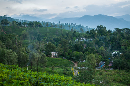 The highland tea plantations of Sri Lanka near Kandy