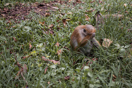 Sad monkey sitting on the grass and criesの写真素材