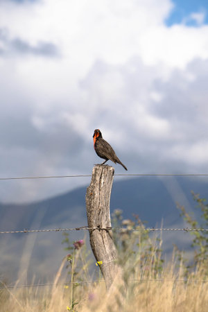 A red-billed blackbird perched on a fence post.