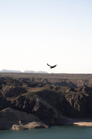 Vulture flying over the Dead Sea. High quality photo
