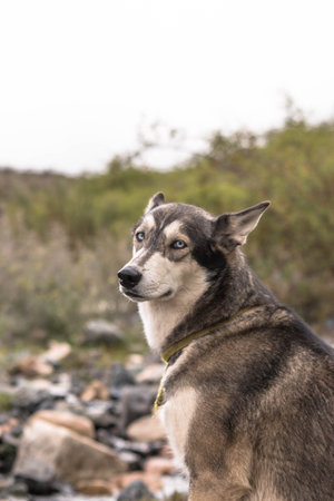 adult siberian dog looking at camera