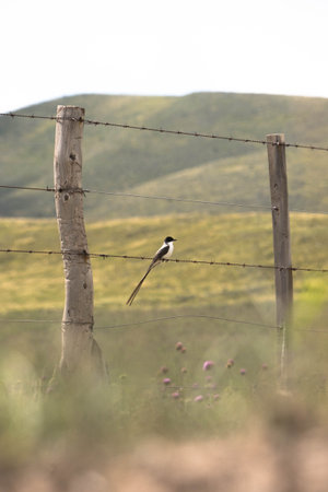Tyrannus savana posing on field fence