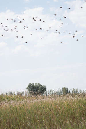 Flock of geese flying over a meadow in the summerの写真素材
