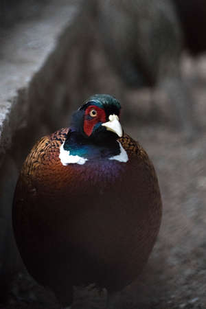 A closeup shot of a male pheasant looking at the cameraの写真素材