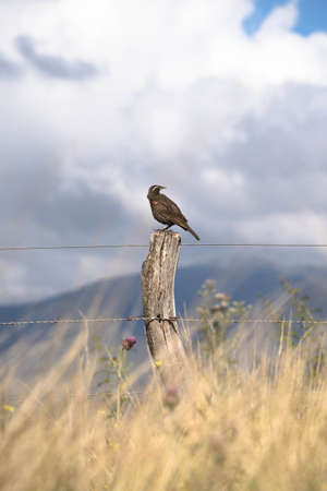 A bird perched on a fence post with a cloudy sky in the backgroundの写真素材