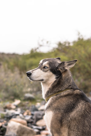 Portrait of a husky dog with a collar on the beach.