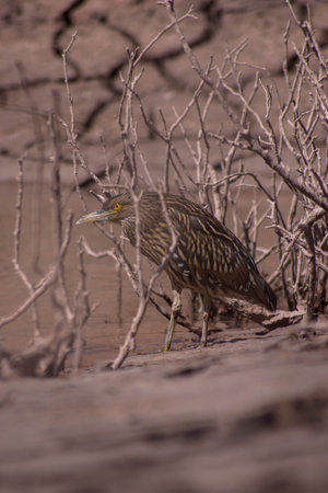 Black-crowned night heron (Nycticorax nycticorax) in Kruger National Park, South Africa