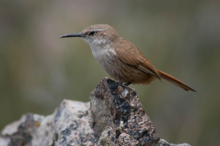 A wren perched on top of a rock with a blurred background.