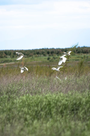 Egrets flying in the field. Wildlife scene from nature.
