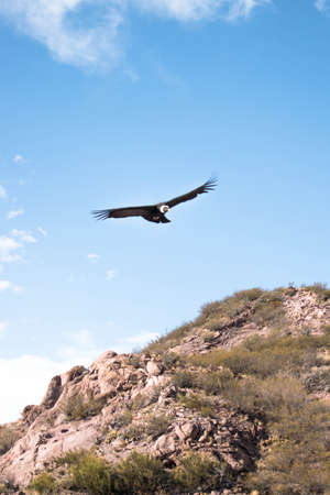 Andean condor (Vultur gryphus) flying over a rockの写真素材