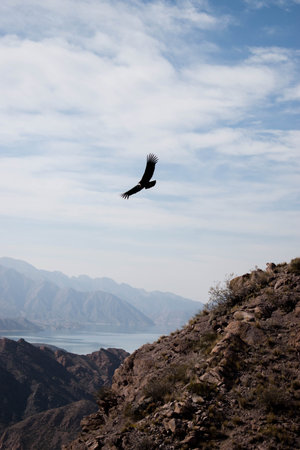 Silhouette of a flying condor over a mountain range with a lake in the background