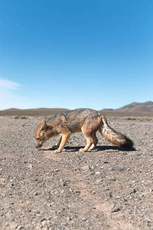 Jackal (Canis mesomelas) in the Atacama desert, Chileの写真素材