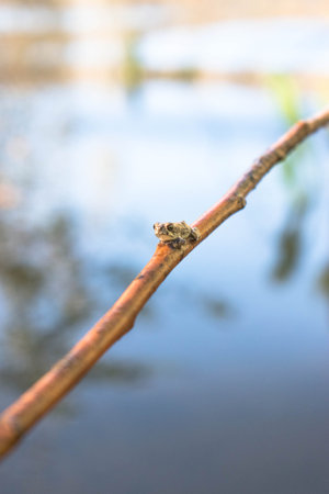 A small frog sits on a twig in the water. Close-up.