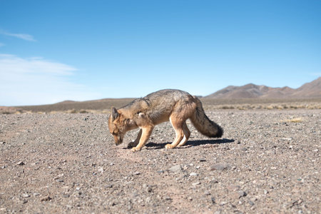 Jackal (Canis mesomelas) in Namibiaの写真素材