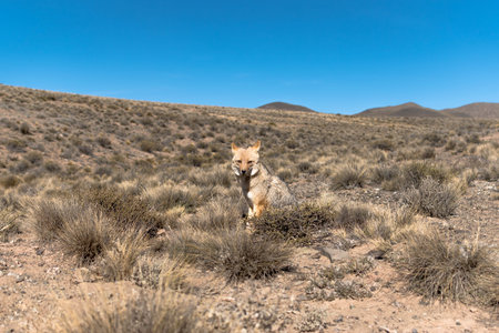 A Coyote in the Mojave Desert, California, USA.