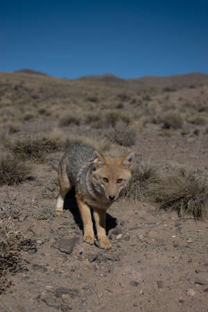 Jackal in the Mojave Desertの写真素材