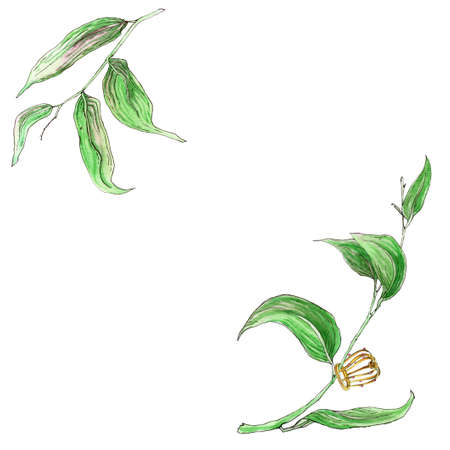Hand painted watercolor leaves and crowns with flower decoration. Floral design.の写真素材