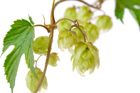 hop on twig with green leaf isolated white background