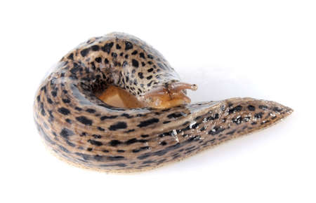 gyrate dappled slug isolated on white backgroundの写真素材