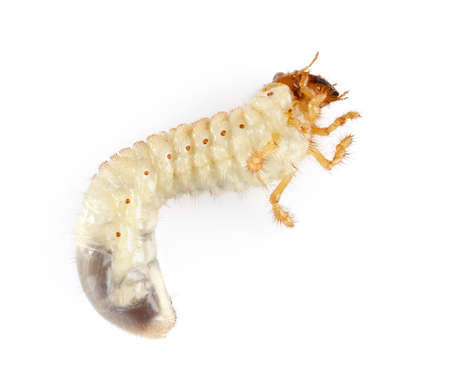 cockchafer larva isolated on white backgroundの写真素材