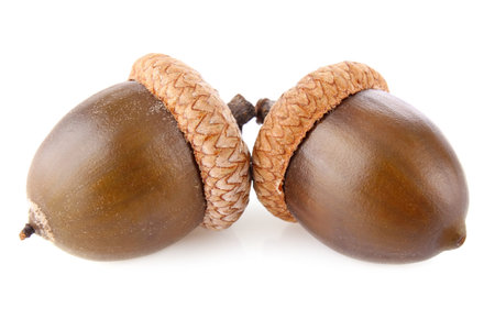 pair acorn isolated on white background
