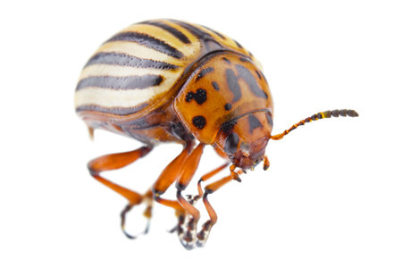 colorado beetle (Leptinotarsa decemlineata) isolated on white background