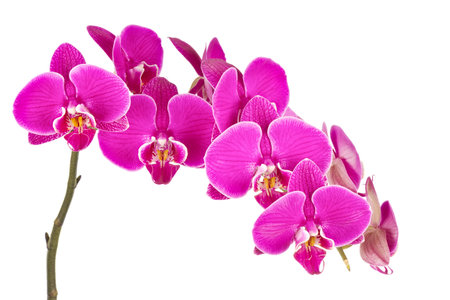 Twig of orchid isolated on white background