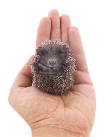 Hedgehog baby on palm isolated on white backgroundの写真素材