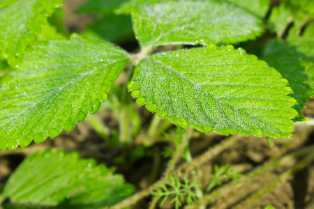 Green leaves of strawberry with drop dew on kitchen garden.