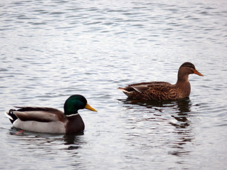 Mallard Ducks