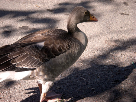 portrait of Greylag goose (Anser Anser)の写真素材