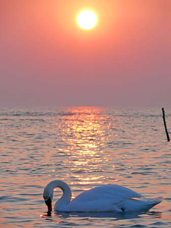 portrait of swan in beautiful sunset at spring timeの写真素材